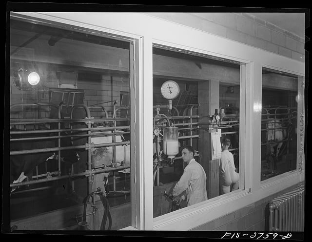 Archival black-and-white photo of college students milking a cow at Iowa State University