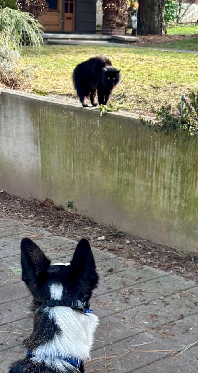 Dog staring at cat