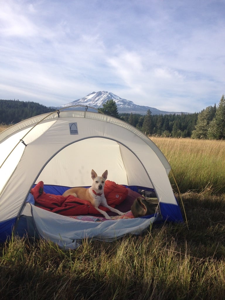 Photo of a white-furred dog (not Harry) in tent