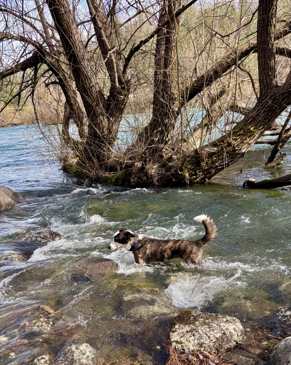 Photo of dog in river