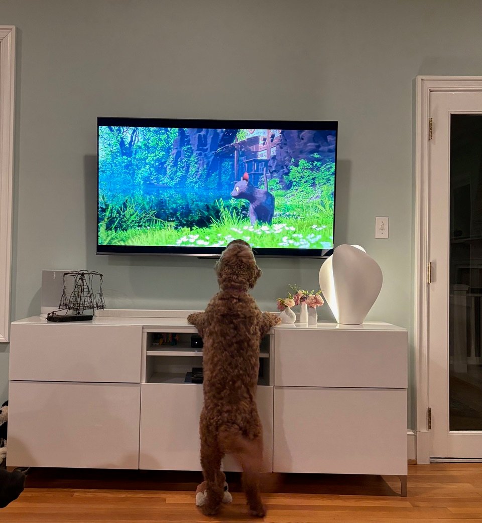 Photo of dog watching TV.