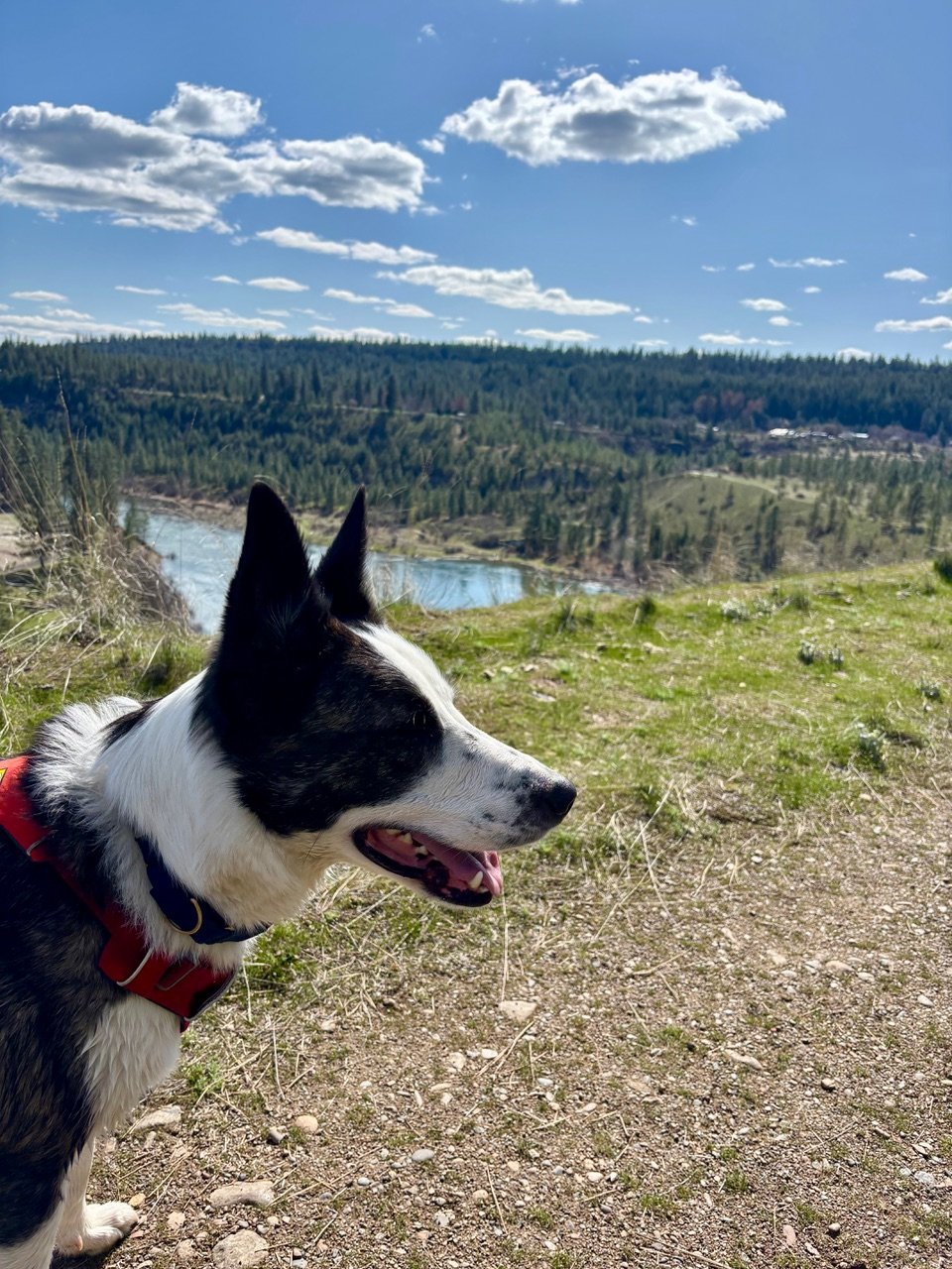 Photo of Harry the dog with a beautiful mountain lake in the background