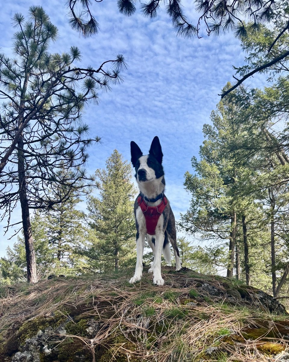 photo of Harry the dog standing on a hill among some trees under a blue sky