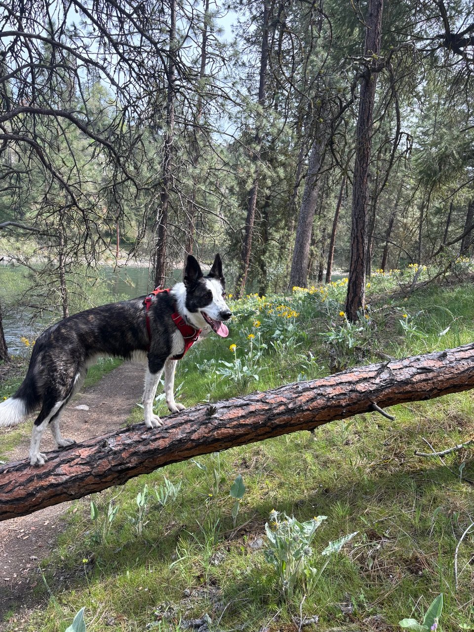Photo of Harry the dog standing on a fallen log and looking at the camera.