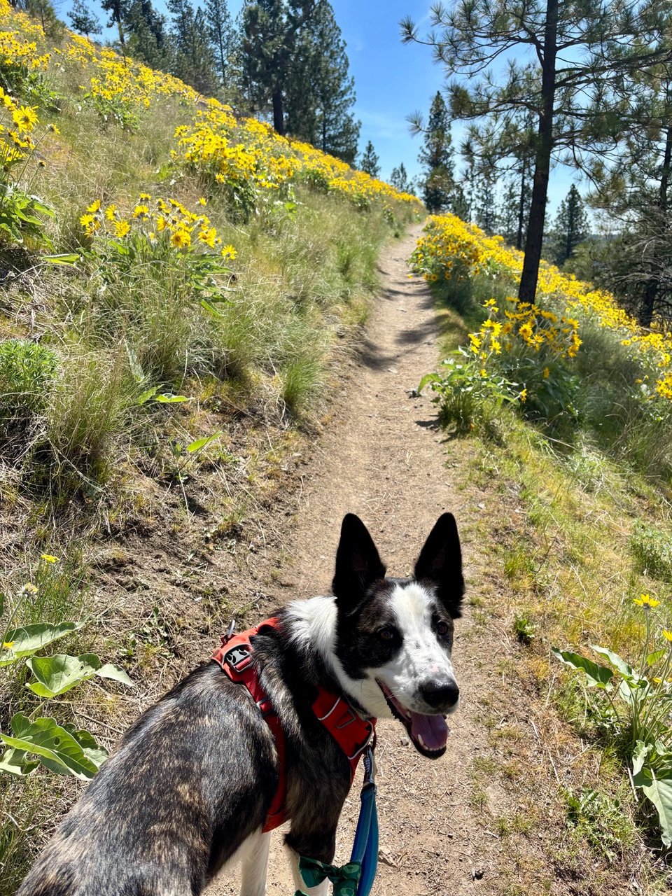 Photo of Harry the dog looking behind him as he climbs a trail