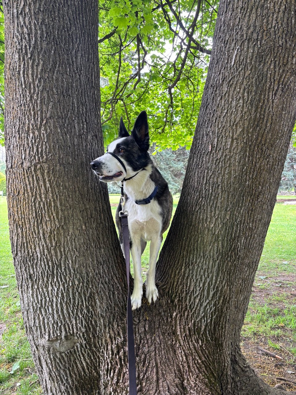 Harry the dog in a tree