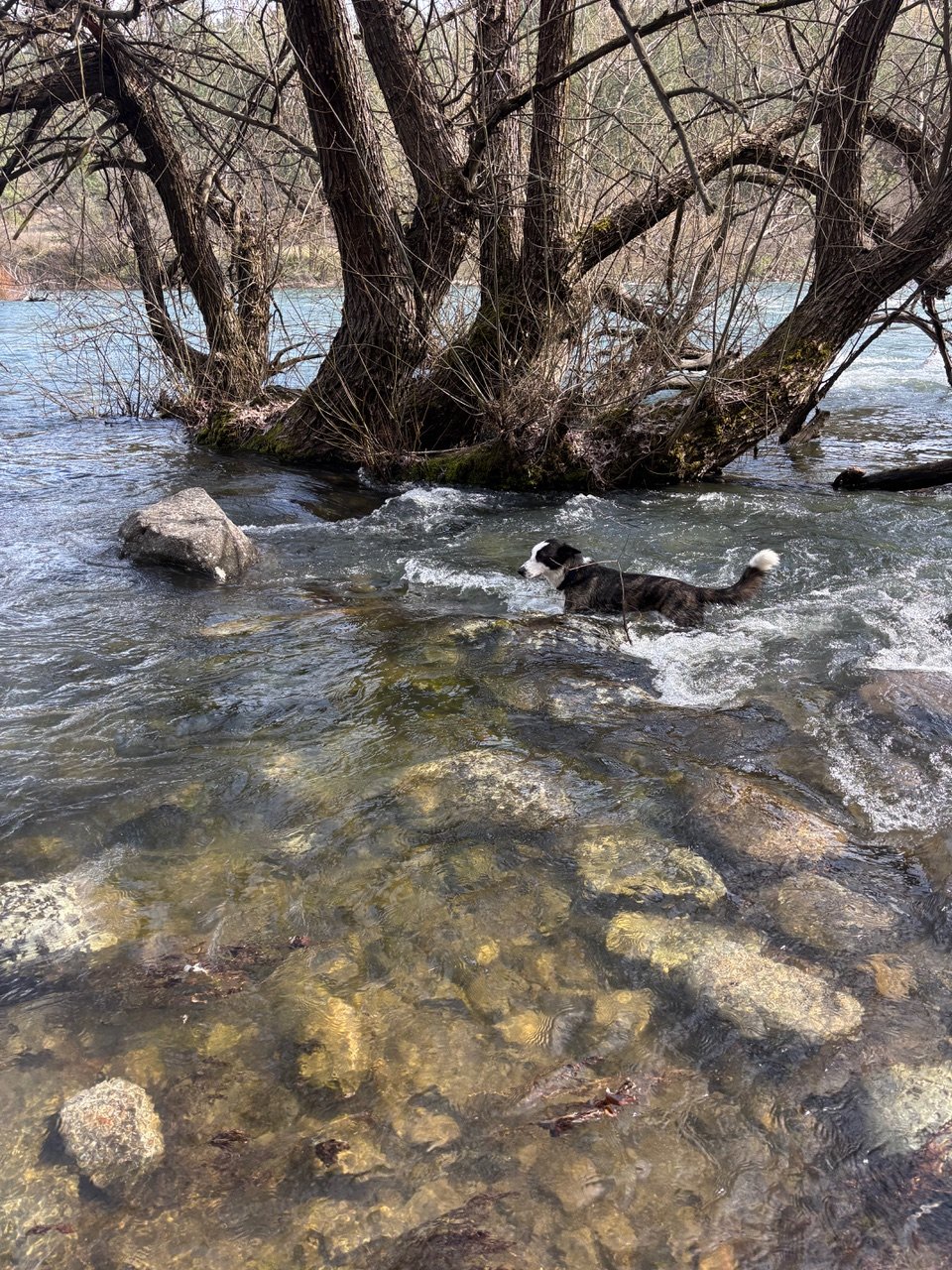Harry the dog in a river