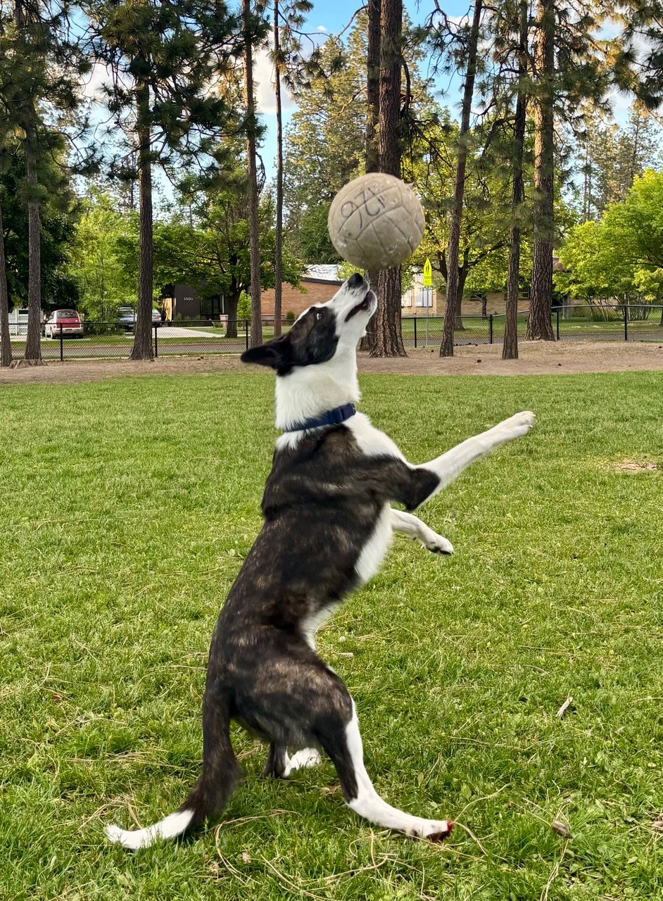 Photo of Harry the dog playing with ball