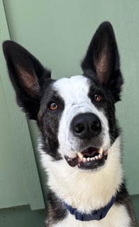 Photo of Harry the dog
