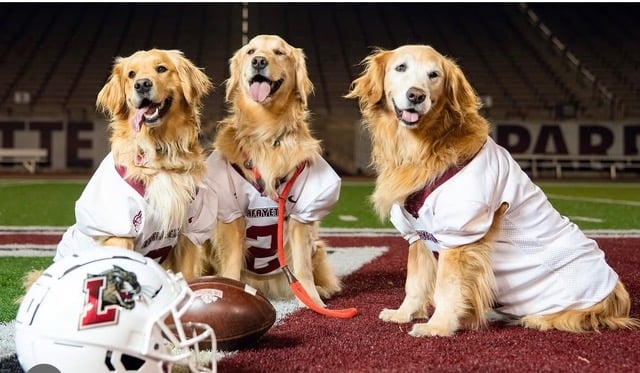 Three golden retreiver–type dogs wearing football jerseys