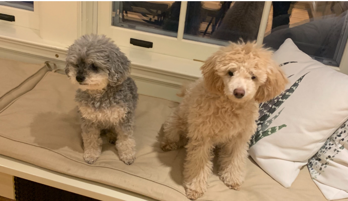 Photo of two tiny dogs
