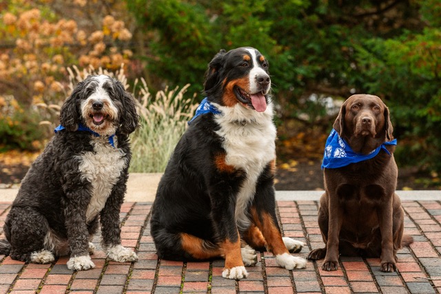 Photo of three big dogs, from left, some kind of doodle, a Bernese mountain dog, and a chocolate lab.
