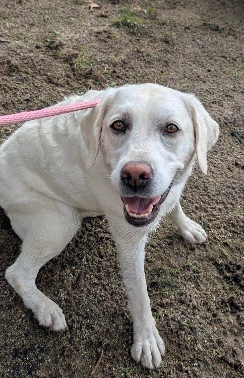 Photo of Labrador retriever