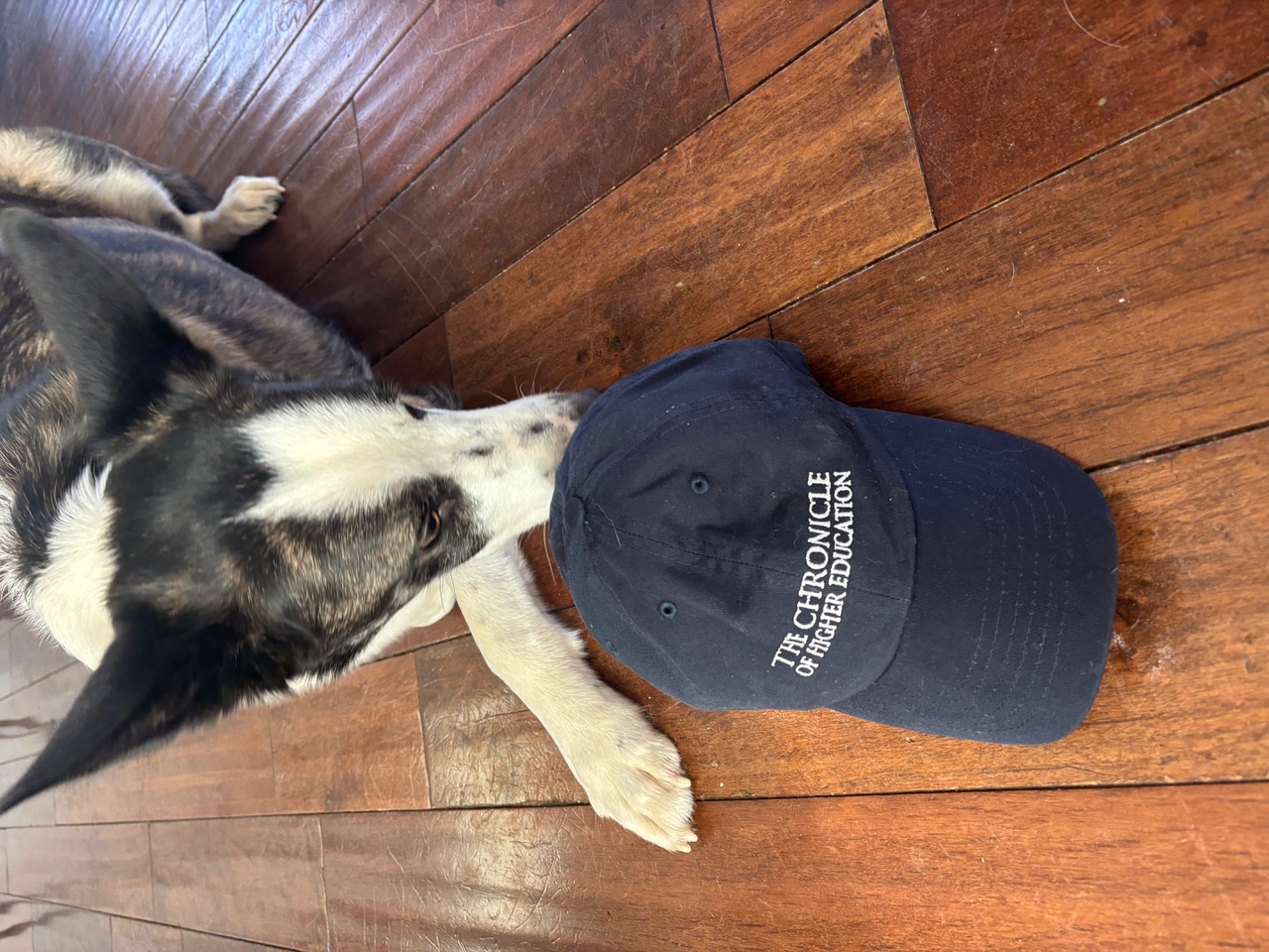 Harry the dog with cap from The Chronicle of Higher Education