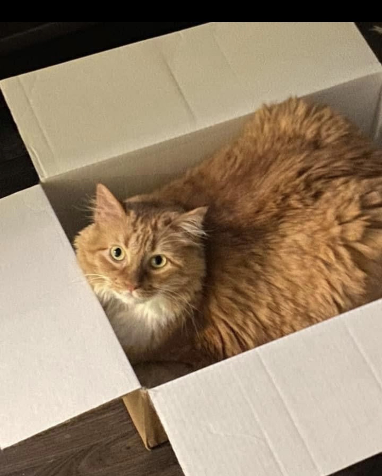 Photo of a fluffy orange cat in a cardboard box