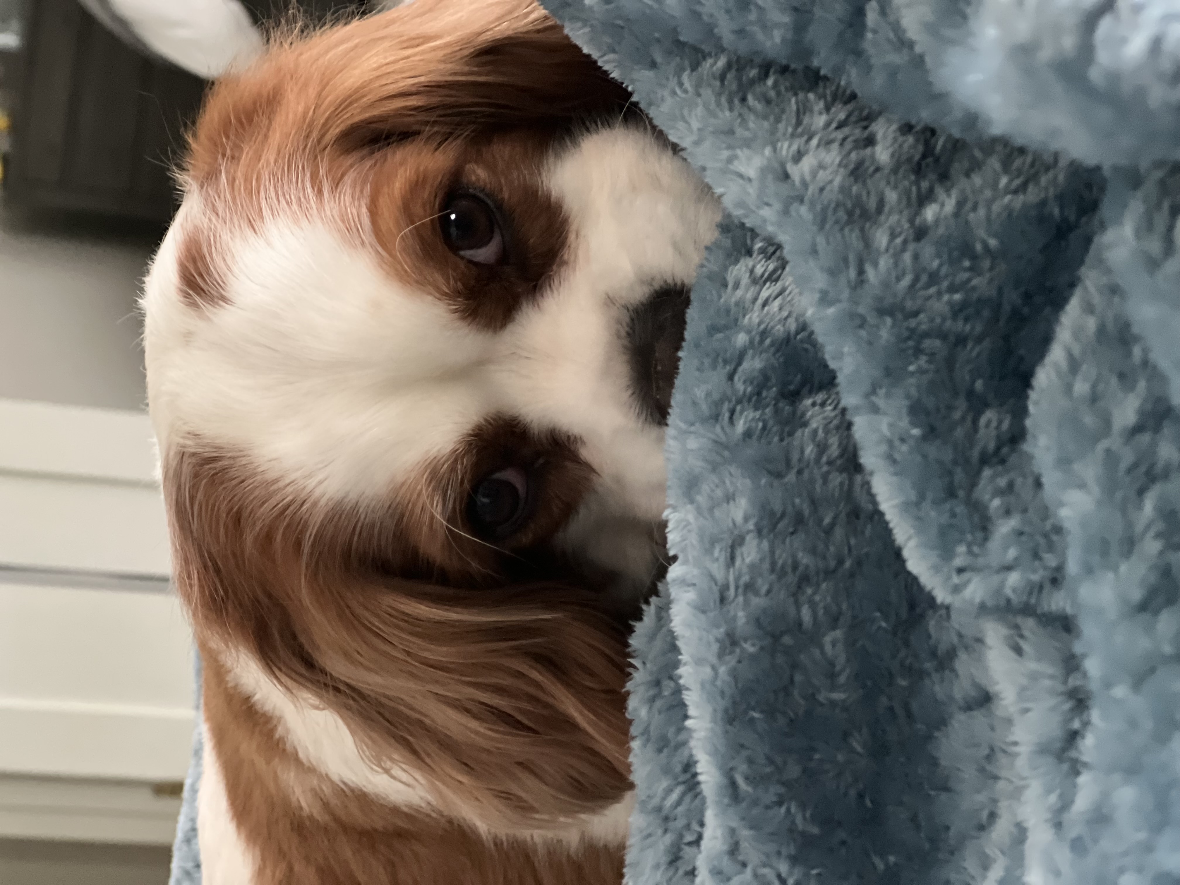 Photo of dog
