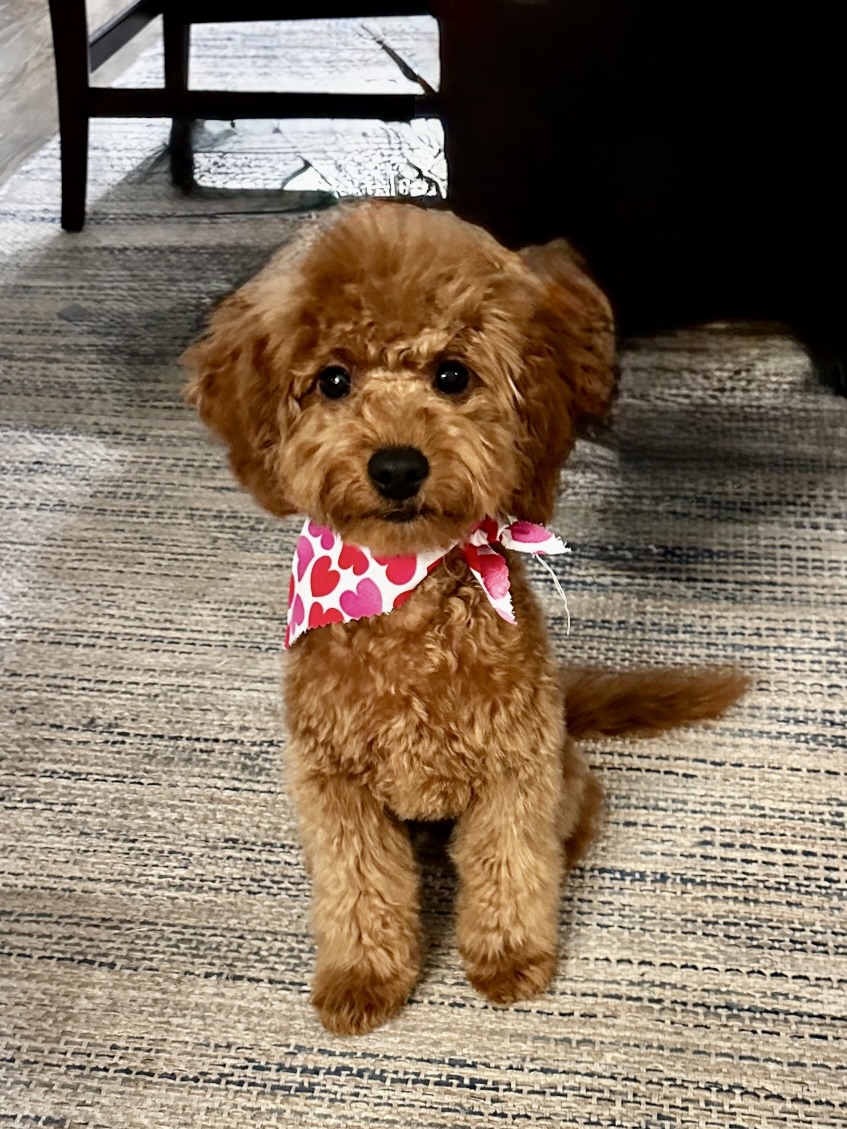Photo of a puppy wearing a bow tie