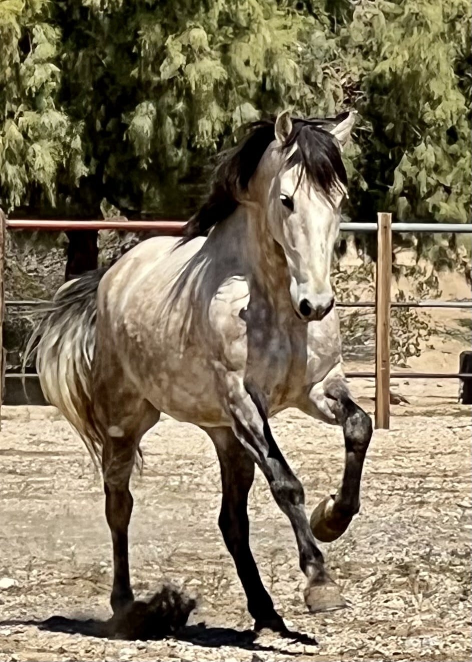 Photo of horse