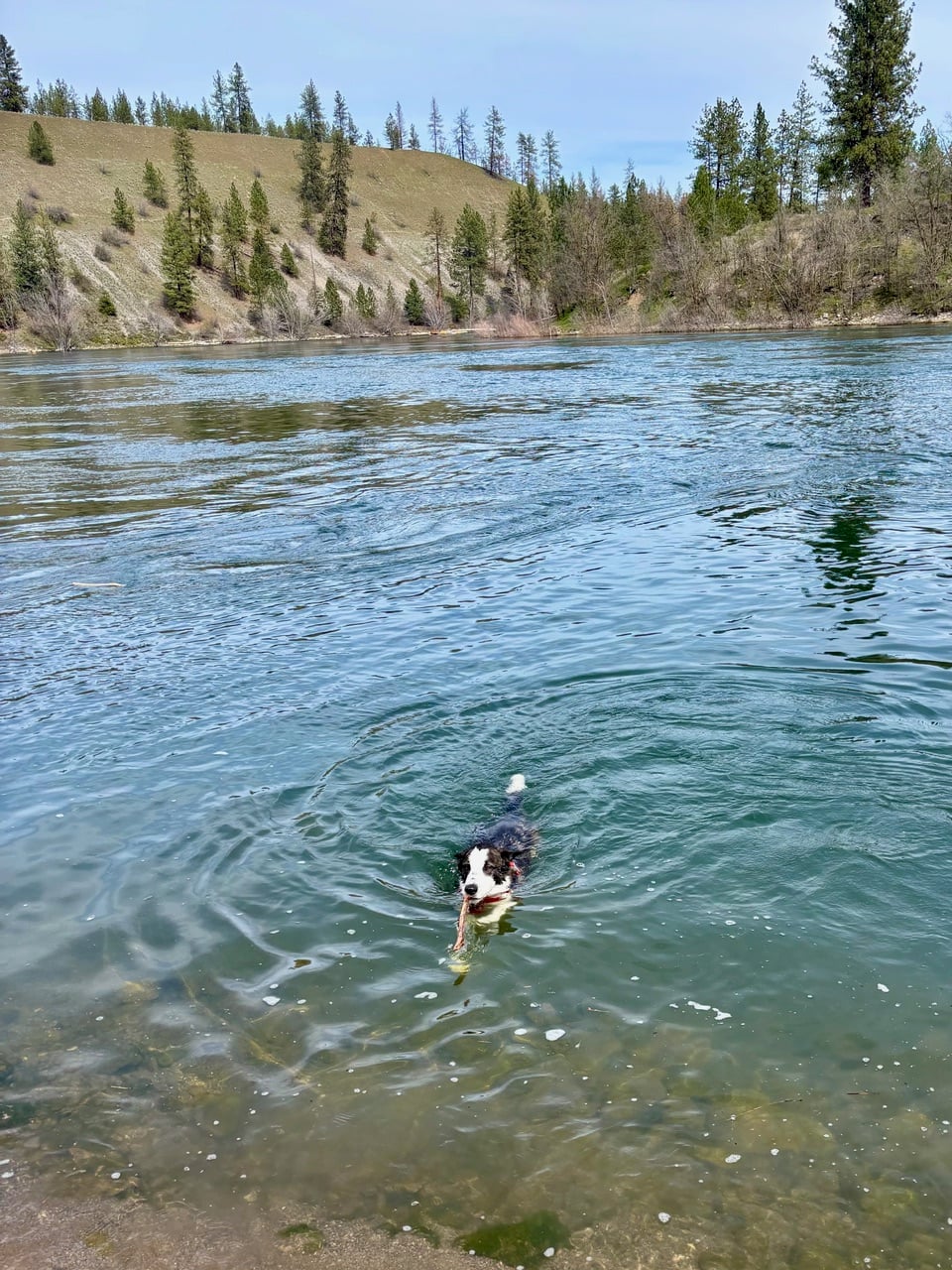 Harry the dog swimming