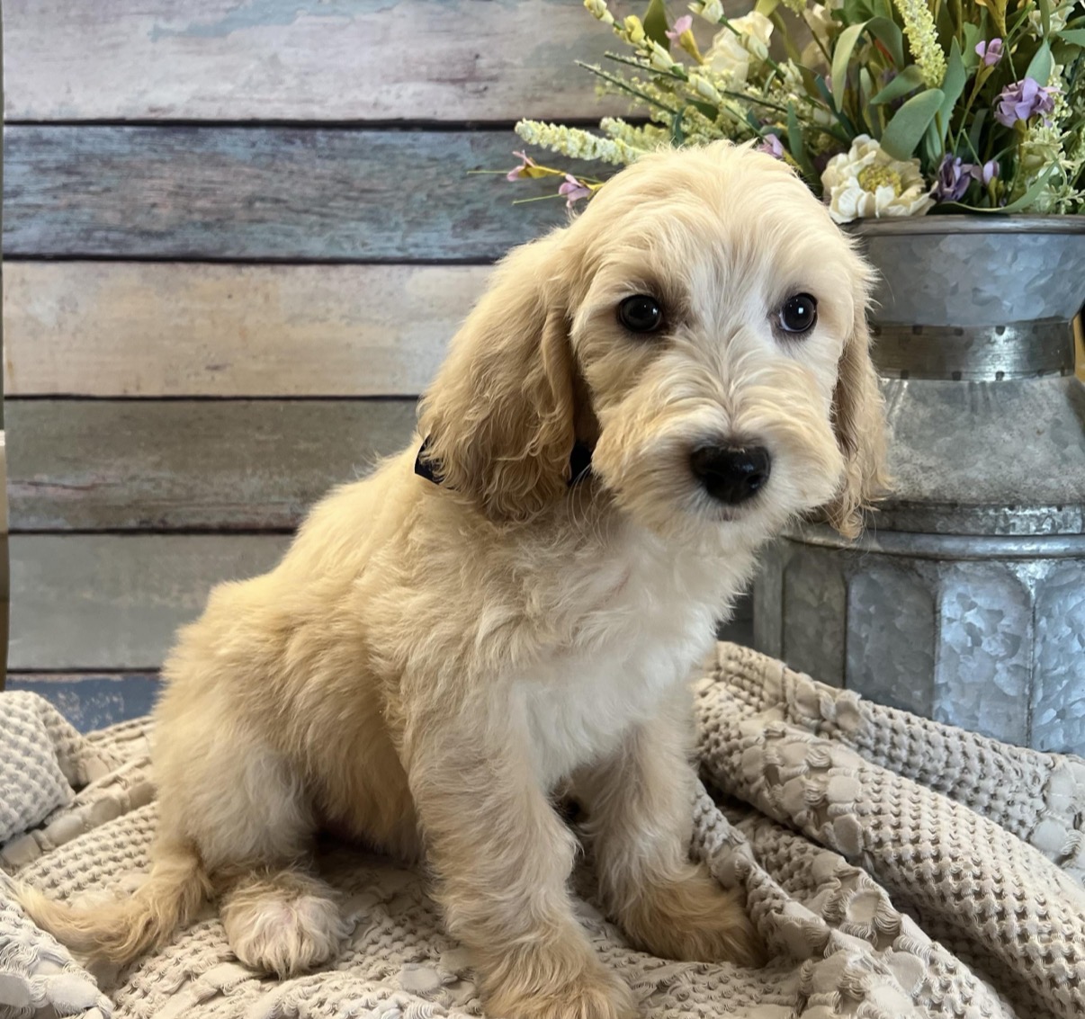 photo of a blond puppy with floppy ears, sitting on a blanket in front of a flower arrangement.