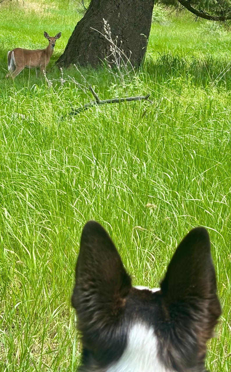 Harry the dog, photographed from behind his head so only his black ears and the white spot on the back of his neck are visible, looking across an expanse of grass at a deer.
