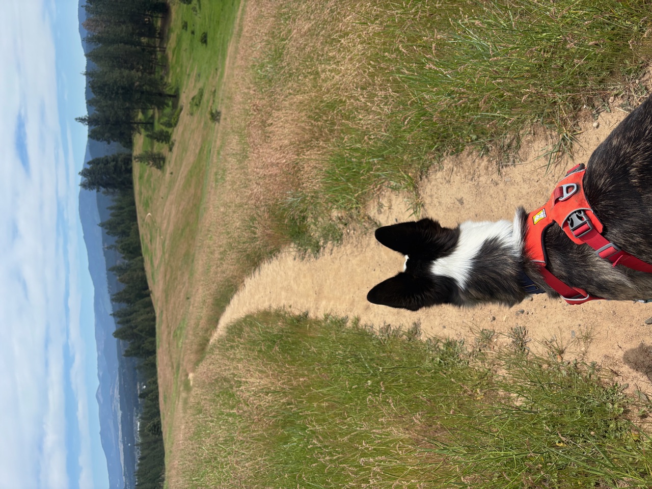 Harry the dog on a trail