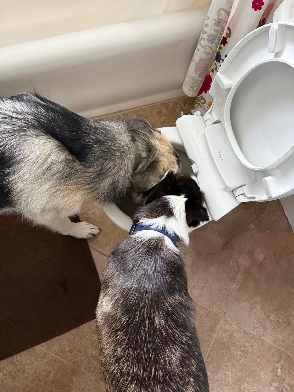 photo of two dogs drinking out of a toilet
