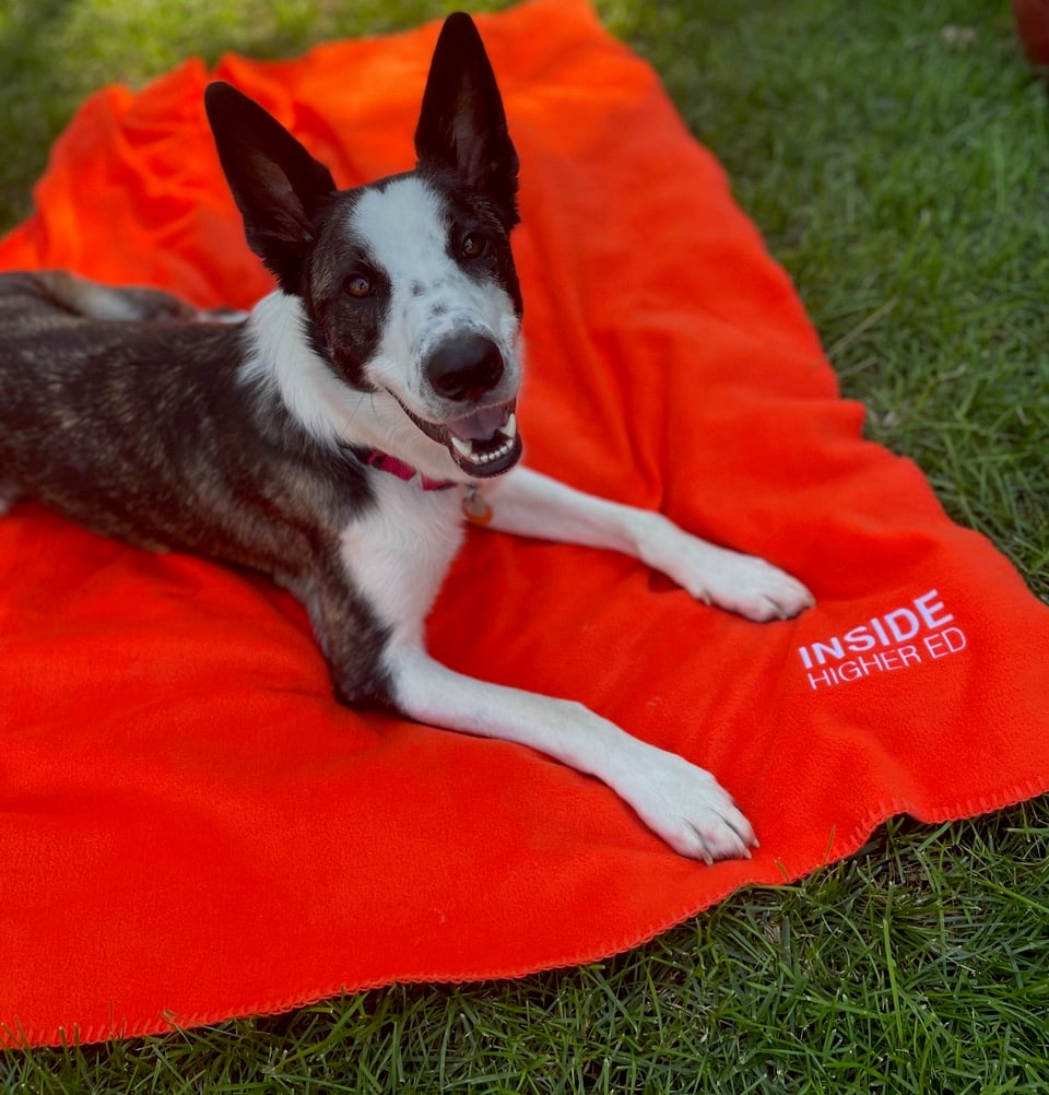 Harry the dog on orange fleece IHE blanket
