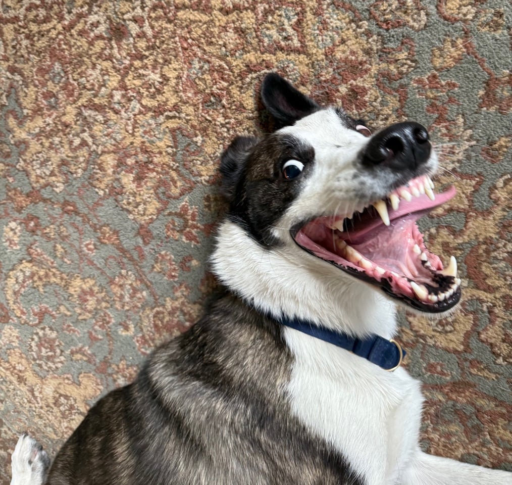 Photo of Harry the dog, lying on his back with his mouth open in a big toothy grin