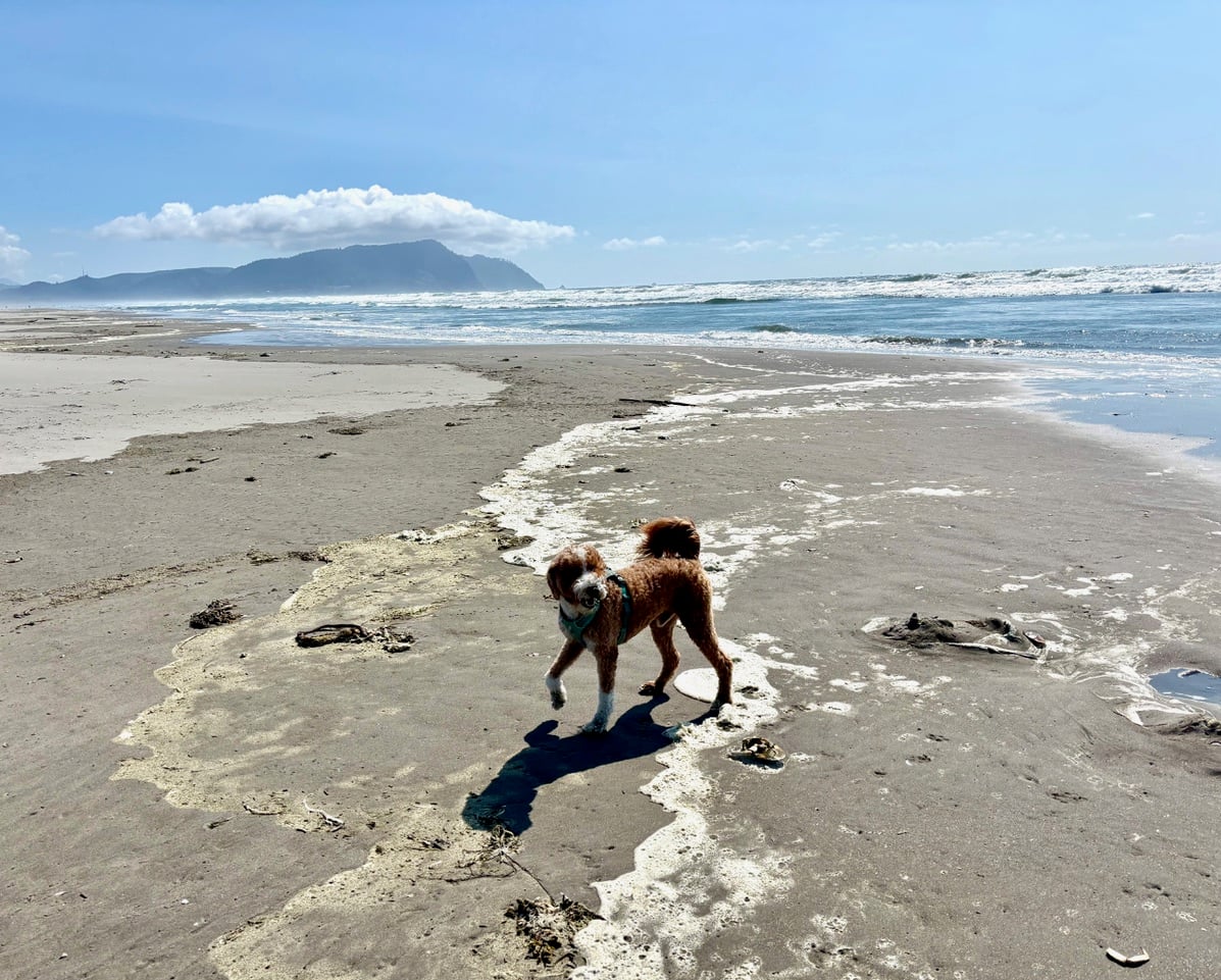 photo of dog at the beach