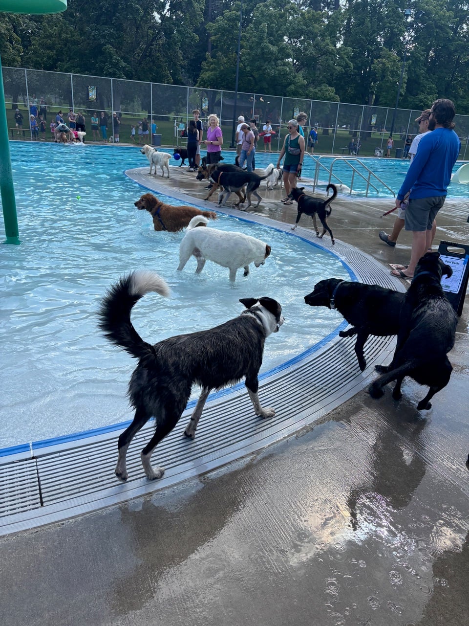 dogs at a swimming pool