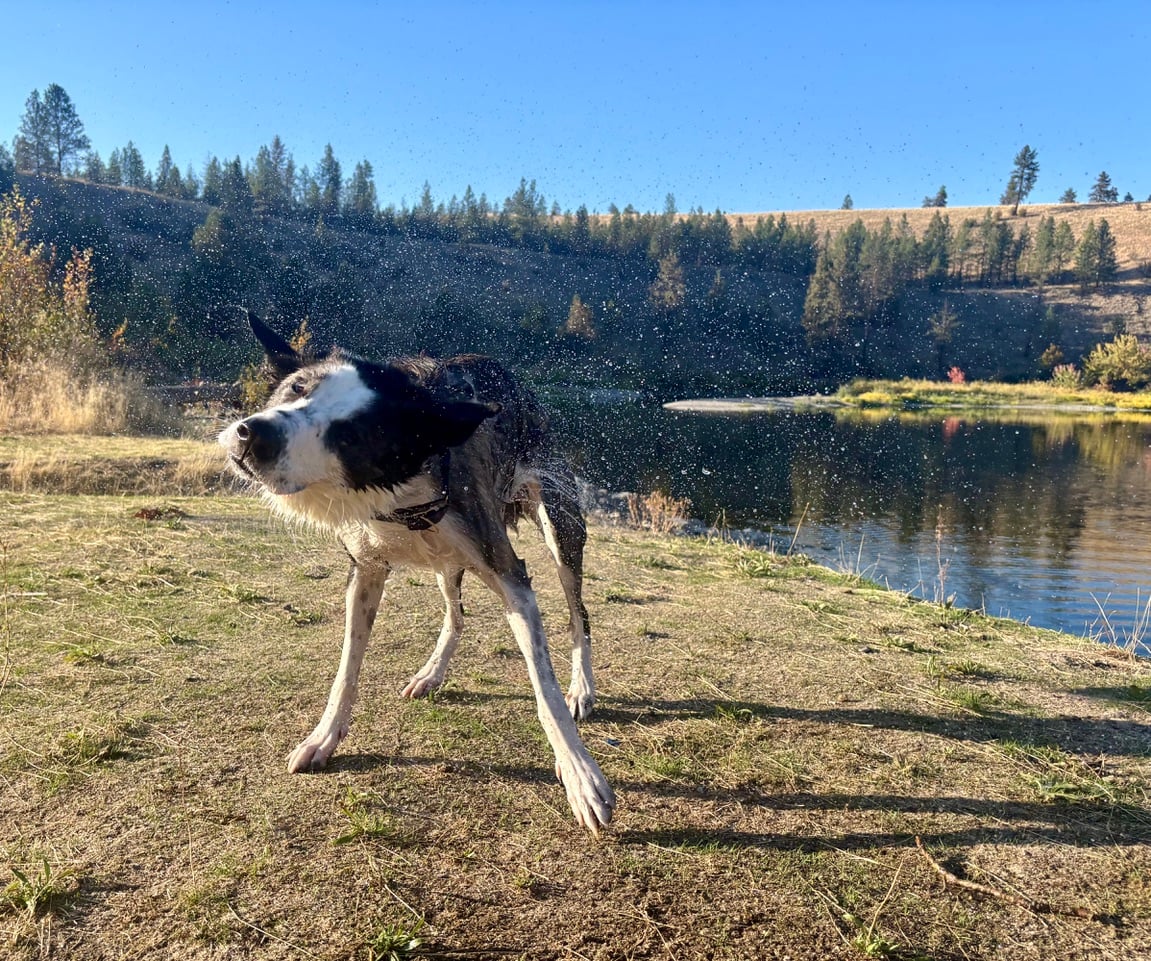 photo of Harry the dog shaking off water