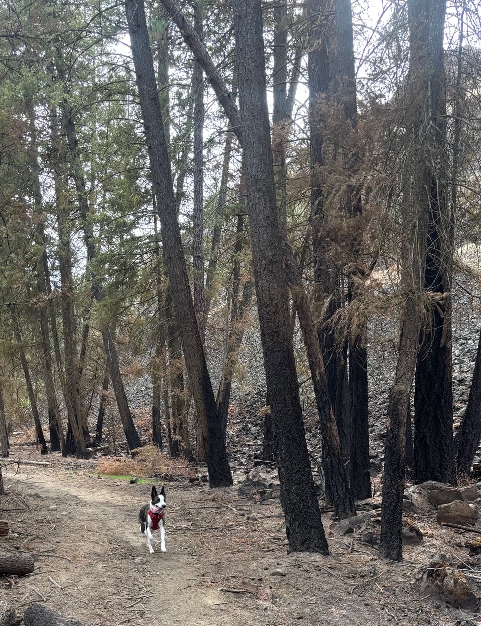 photo of Harry running among burned trees