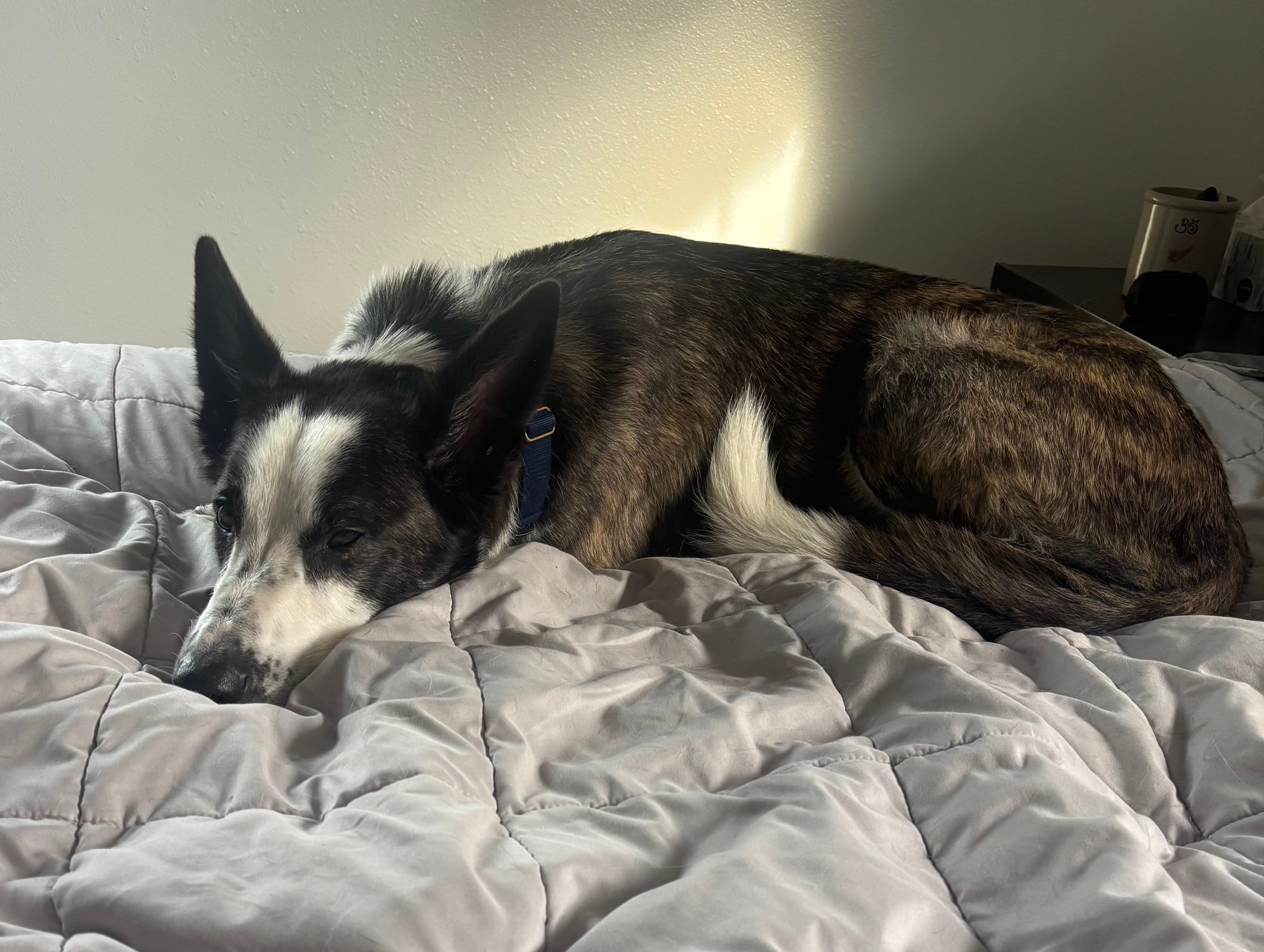 Harry the dog sulking in bed