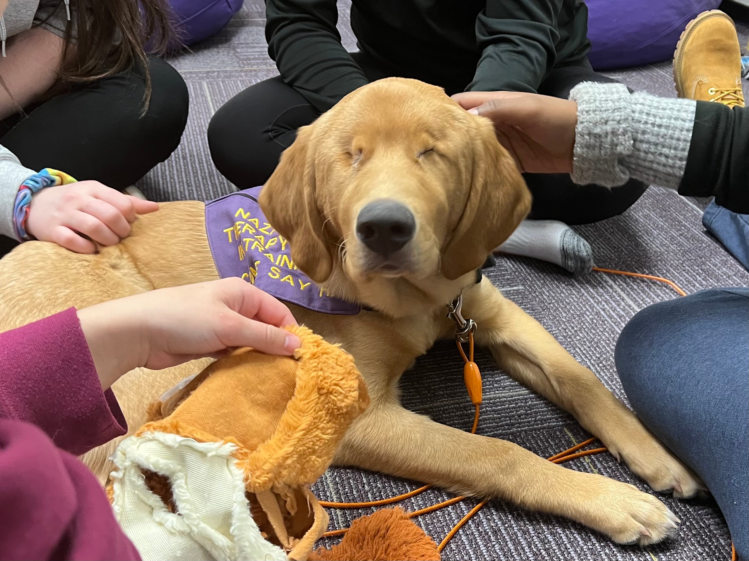 do dogs like being therapy dogs