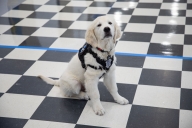 Siggy, an English cream golden retriever, sits on a checkered black and white floor wearing a harness.