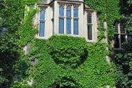 A Gothic-style college building covered in ivy.