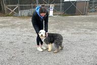 A student leans down to pet a shaggy sheepdog