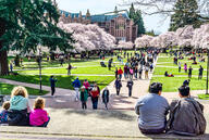 University of Washington quad with cherry trees in full bloom