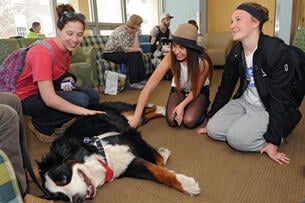 A group of students pet therapy dogs on a college campus