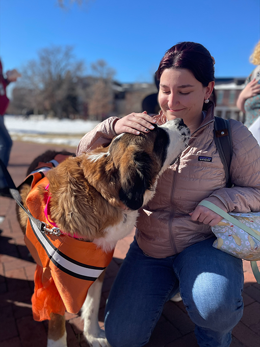 A student pets a Saint Bernard in a goldfish costume.