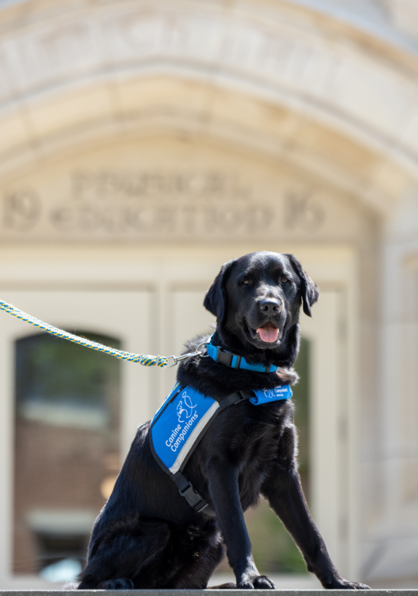 Rossi, a black Labrador retriever, sits on UWL’s campus wearing a blue vest, blue collar and blue leash.