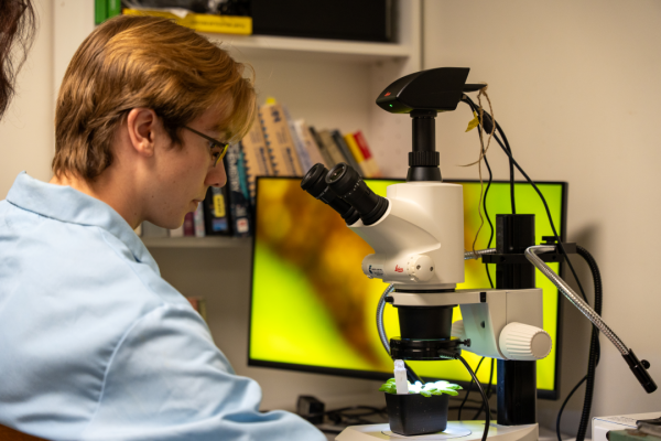 A student looks through a microscope at plant cells.