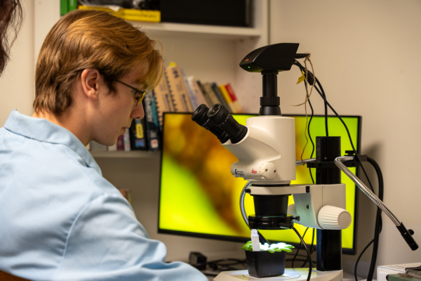 A student looks through a microscope at plant cells. 