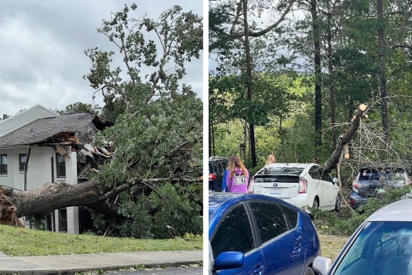 Fallen trees on houses, cars