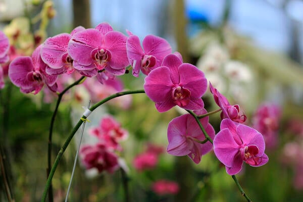 Orquídeas em desenvolvimento em meio a dentes de leão no trabalho (opinião)