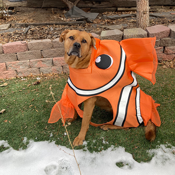 A dog sits on a grassy patch wearing a goldfish costume
