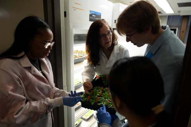Three students and a faculty member work with plants in Mizzou's Interdisciplinary Plant Group research center.