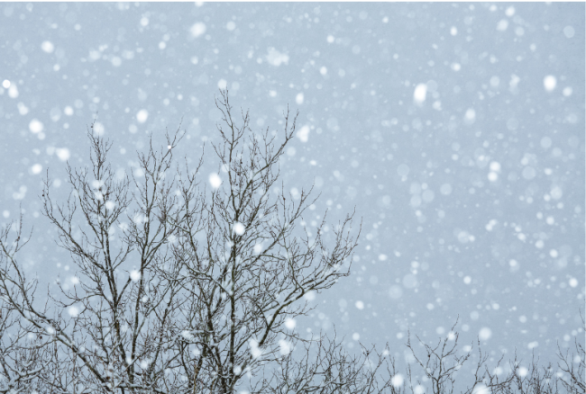 Snow falls on a bare tree.