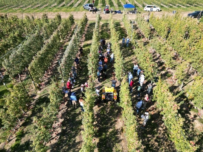 An orchard is filled with people milling about. A yellow piece of machinery sits in the middle of the orchard. 